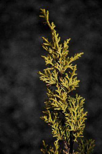 Juniperus chinensis 'Plumosa Aurea' (Kininis kadagys)