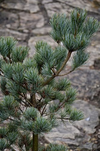 Pinus parviflora 'Glauca' (Smulkiažiedė pušis)