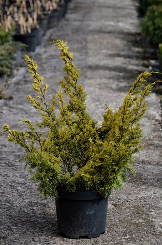 Juniperus chinensis 'Plumosa Aurea' (Kininis kadagys)