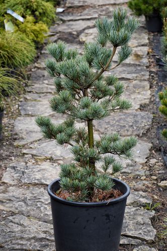 Pinus parviflora 'Glauca' (Smulkiažiedė pušis)