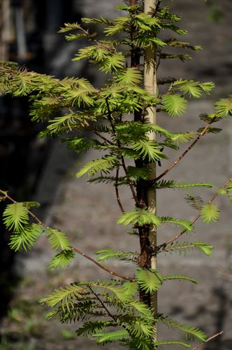 Metasequoia glyptostroboides 'Amber Glow' (Tikroji metasekvoja)