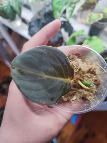 Philodendron gigas