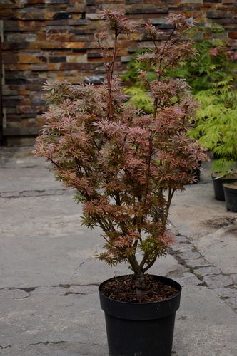 Acer palmatum 'Bi-hoo' (Plaštakinis klevas)