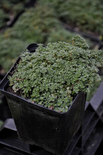 Thymus praecox 'Minor' (Ankstyvasis čiobrelis)