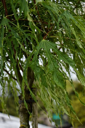 Acer platanoides 'Paldiski' (Paprastasis klevas)