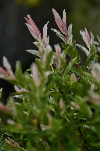 Salix integra 'Hakuro Nishiki' (Sveikalapis gluosnis/karklas)
