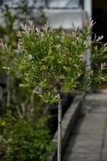 Salix integra 'Hakuro Nishiki' (Sveikalapis gluosnis/karklas)