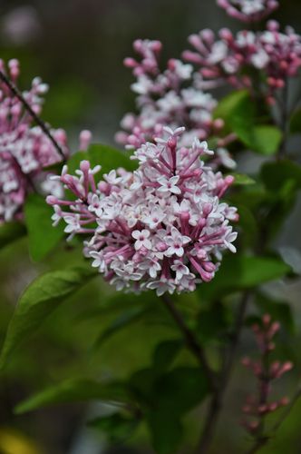 Syringa chinensis 'Saugeana' (Kininė alyva)