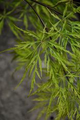 Acer palmatum var. dissectum (Plaštakinis klevas)
