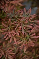 Acer palmatum 'Bi-hoo' (Plaštakinis klevas)