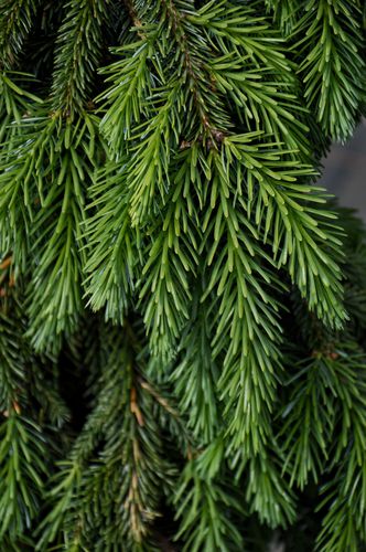 Picea omorika 'Pendula Bruns' (Serbinė eglė)