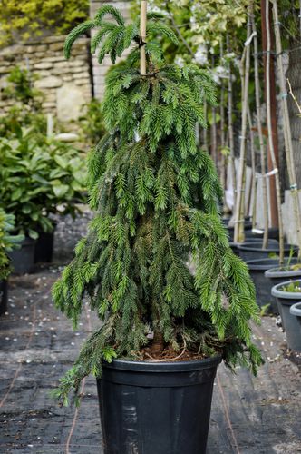 Picea omorika 'Pendula Bruns' (Serbinė eglė)