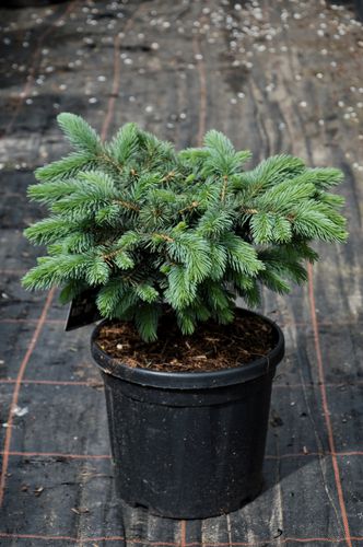 Picea pungens 'Karpaten' (Dygioji eglė)