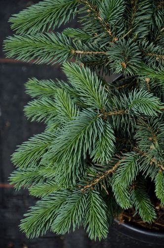 Picea pungens 'Karpaten' (Dygioji eglė)