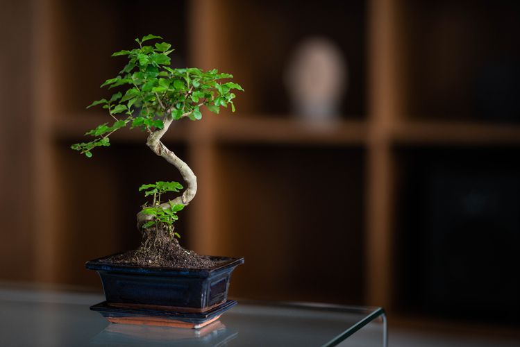 Ligustrum Bonsai P15 S
