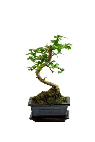 Arbatmedis (Carmona) Bonsai P15