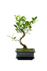Ficus Bonsai P15