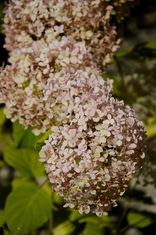 Hydrangea arborescens 'Magical Pinkerbell' (Šviesioji hortenzija)