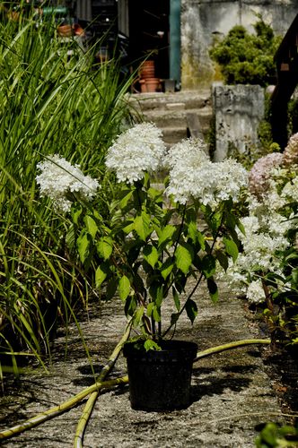 Hydrangea paniculata 'Silver Dollar' (Šluotelinė hortenzija)