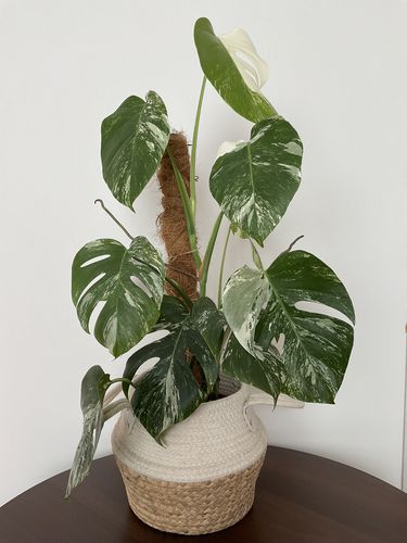 Monstera borsigiana albo variegata