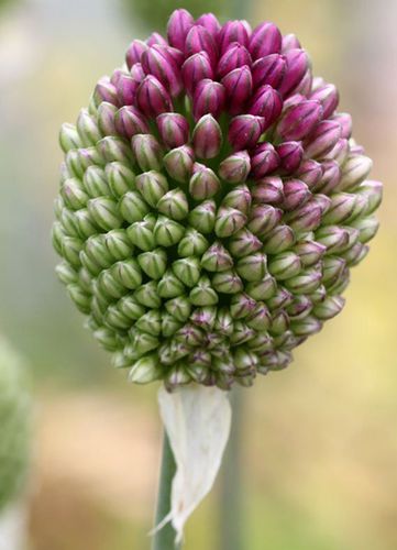 Dekoratyvus kiaušininis česnakas - Allium Sphaerocephalon