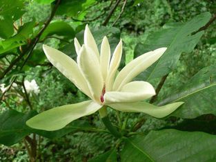 Skėtinė magnolija 'TRIPETALA'