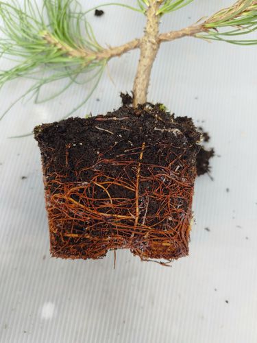 Juodosios pušies (Pinus nigra var. nigra) sodinukai 3 metų (2+1P) 15-30cm