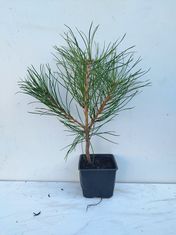 Juodosios pušies (Pinus nigra var. nigra) sodinukai 3 metų (2+1P) 15-30cm