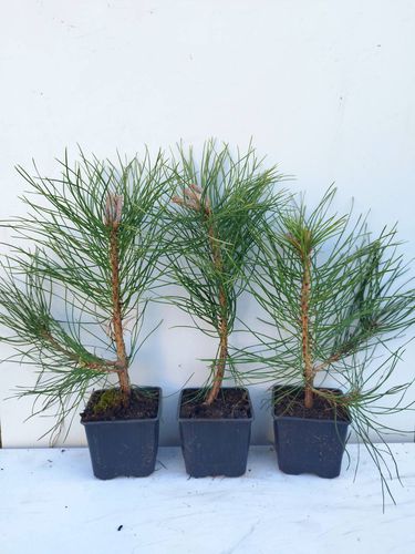 Juodosios pušies (Pinus nigra var. nigra) sodinukai 3 metų (2+1P) 15-30cm