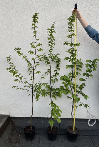 Skroblo (Carpinus Betulus) sodinukai 160-180cm, C3 vazonuose