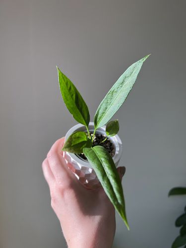 Anthurium vittariifolium (vittarifolium)