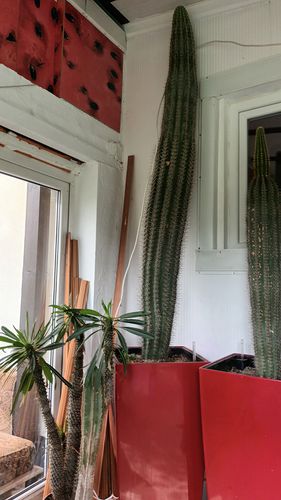 Parduodu Trichocereus kaktusas (2,3 m. aukščio)