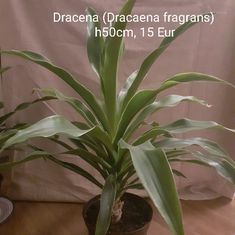 Dracena (fragrans)