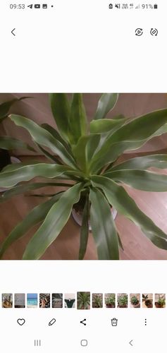 Dracena (fragrans)