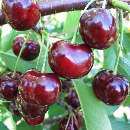 Vyšnių sodinukai