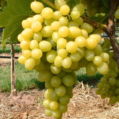 Vynuogių sodinukai