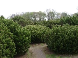 Kalninės pušies (Pinus mugo mughus) sodinukai