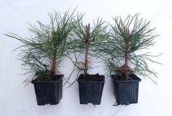 Juodoji pušis (Pinus nigra nigra)