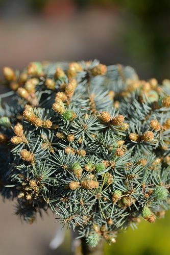 Picea pungens 'Glauca Compacta' (dygioji eglė)
