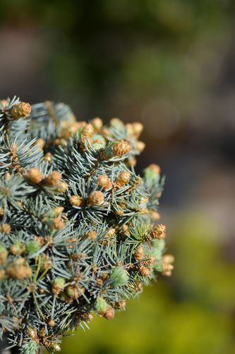 Picea pungens 'Glauca Compacta' (dygioji eglė)