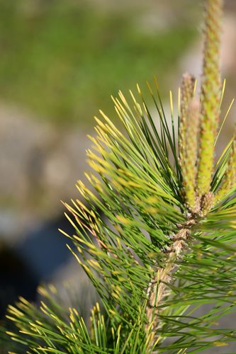 Pinus thunbergii 'Ogon' (tunbergo pušis)
