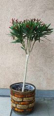 Oleandras "Nerium oleander"