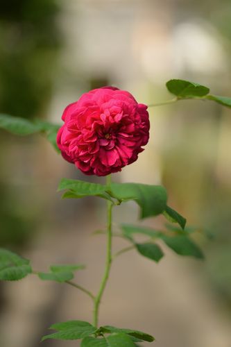 Rosa floribunda 'Julia' (floribundinė rožė)