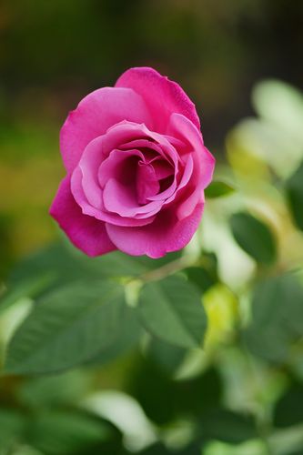 Rosa 'Lila Wunder' (arbatinė rožė)