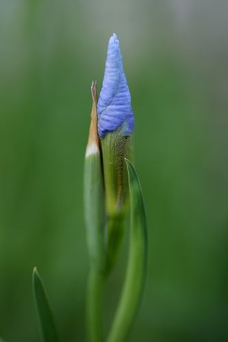 Iris sibirica 'Perry's Blue' (sibirinis vilkdalgis)