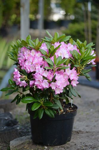 Rhododendron 'Eija' (stambiažiedis rododendras)