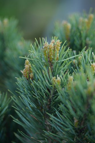 Pinus sylvestris 'Watereri' (paprastoji pušis)