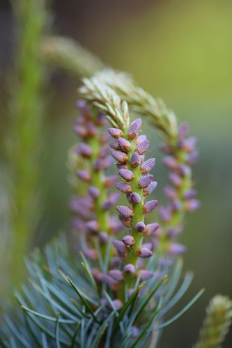 Pinus parviflora 'Aui' (smulkiažiedė pušis)