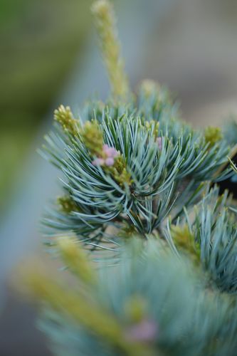 Pinus parviflora 'Aui' (smulkiažiedė pušis)