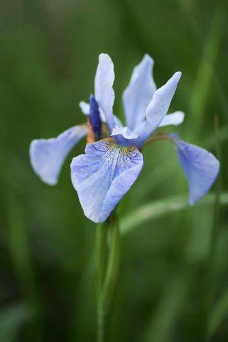 Iris sibirica 'Perry's Blue' (sibirinis vilkdalgis)
